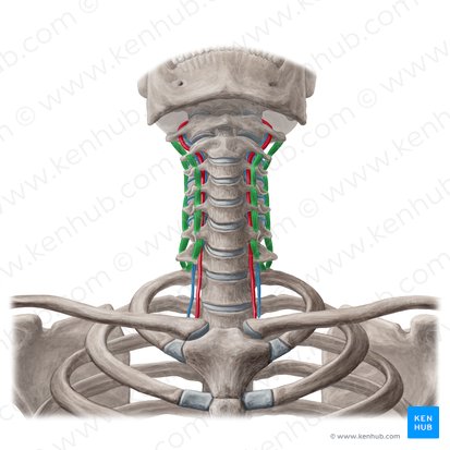 Músculos intertransversos del cuello (Musculi intertransversarii colli); Imagen: Yousun Koh