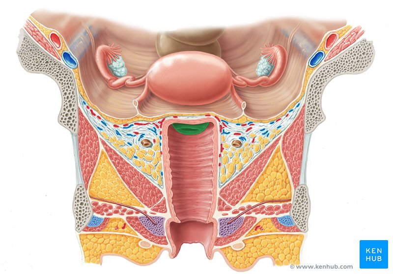 Cervix - ventral view