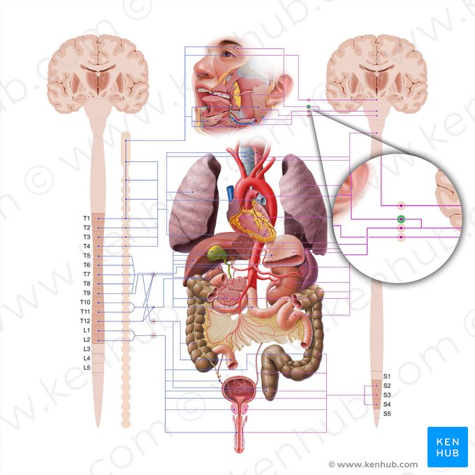 Gânglio pterigopalatino (Ganglion pterygopalatinum); Imagem: Paul Kim