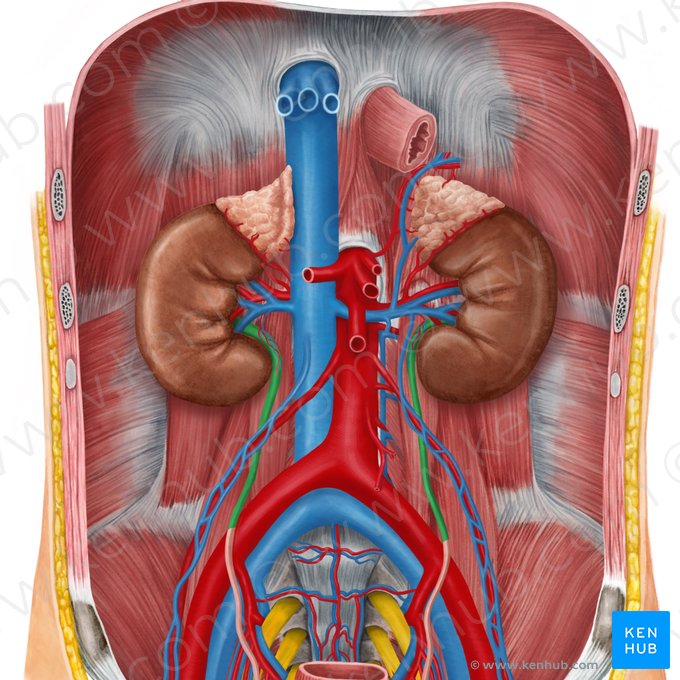 Porção abdominal do ureter (Pars abdominalis ureteris); Imagem: Irina Münstermann