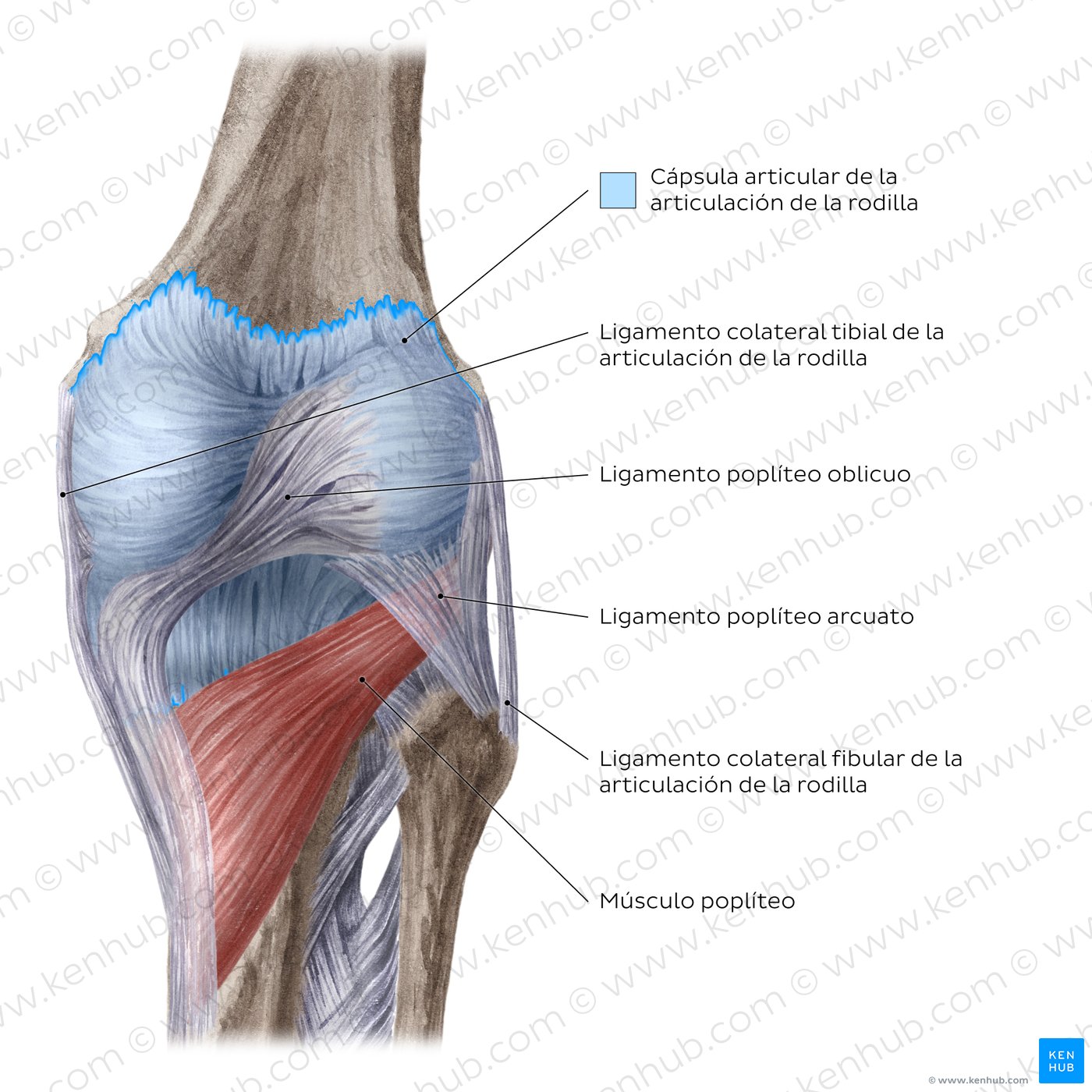 Articulación de la rodilla: Ligamentos extracapsulares y músculo poplíteo (vista posterior)