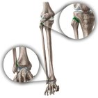 Tibiofibular joints