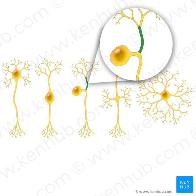 Processus périphérique du neurone pseudounipolaire (Processus peripheralis neuri pseudounipolaris); Image : Paul Kim