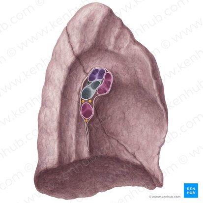 Artéria brônquica (Arteria bronchialis); Imagem: Yousun Koh