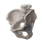 Bony pelvis