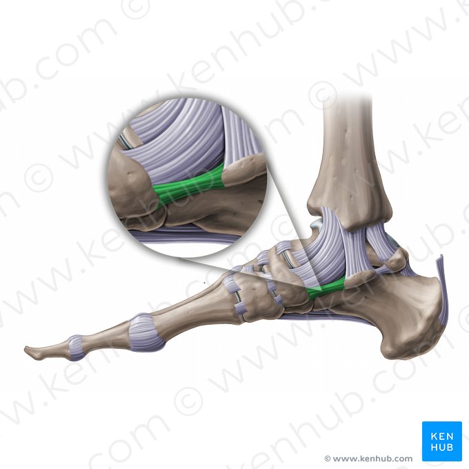 Ligamento calcaneonavicular plantar (Ligamentum calcaneonaviculare plantare); Imagen: Paul Kim