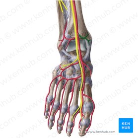 Anterior medial malleolar artery (Arteria malleolaris anterior medialis); Image: Liene Znotina