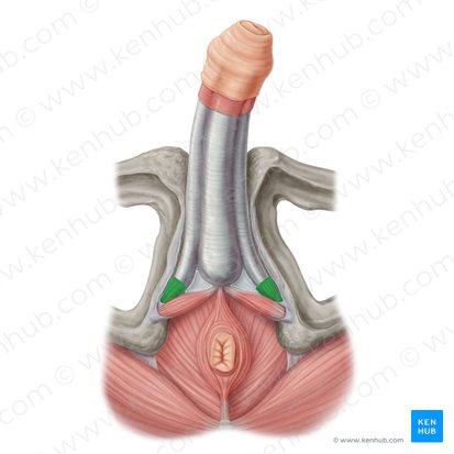 Ischiocavernosus muscle (male) (Musculus ischiocavernosus (masculinus)); Image: Samantha Zimmerman