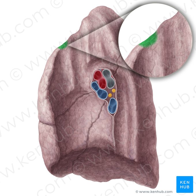 Impression for 1st rib of right lung (Impressio costae primae pulmonis dextri); Image: Yousun Koh