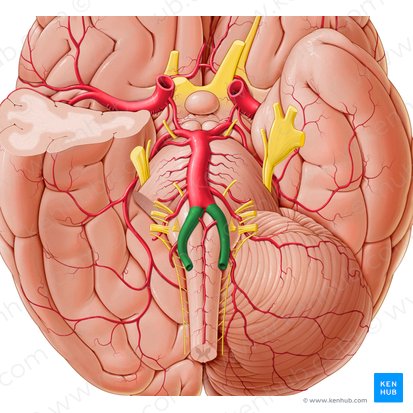 Vertebral artery (Arteria vertebralis); Image: Paul Kim