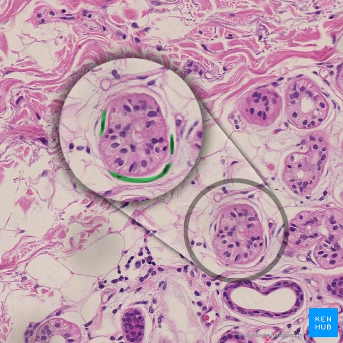 Células mioepiteliais (Myoepitheliocyti); Imagem: 