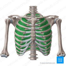Músculos intercostais externos (Musculi intercostales externi); Imagem: Yousun Koh