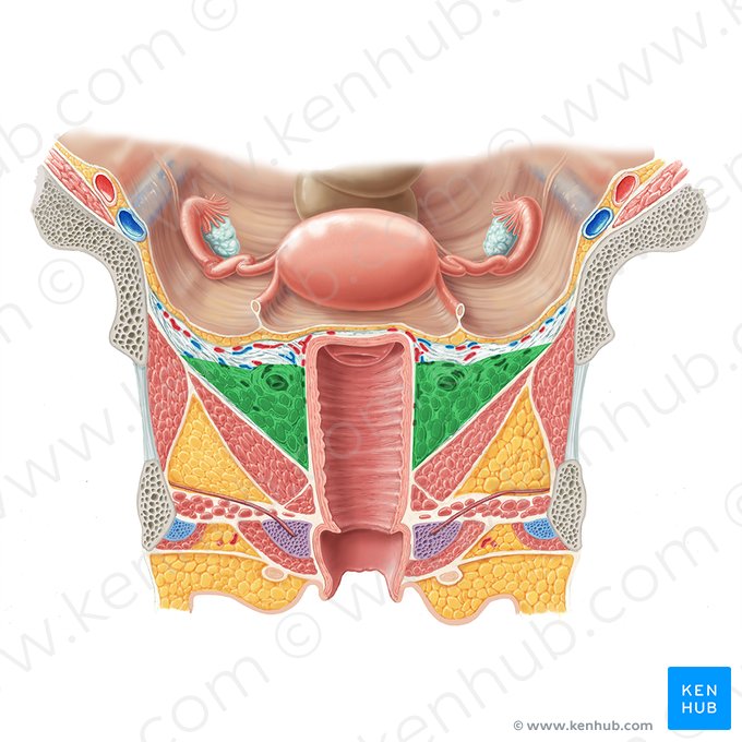 Paracolpium; Image: Samantha Zimmerman