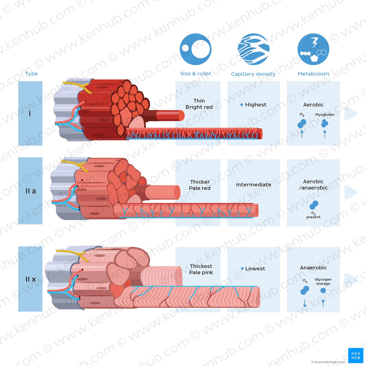 Skeletal muscle fiber types: general features