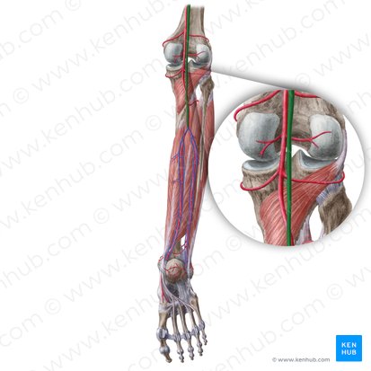 Popliteal vein (Vena poplitea); Image: Liene Znotina