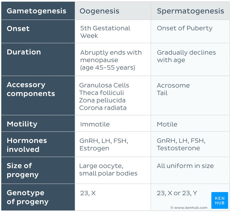 Oogenesis vs. Spermatogenesis