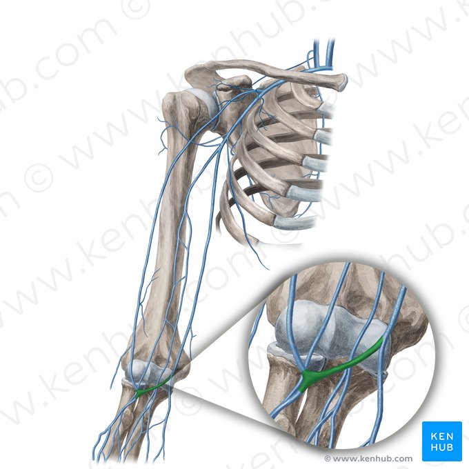 Median cubital vein (Vena mediana cubiti); Image: Yousun Koh