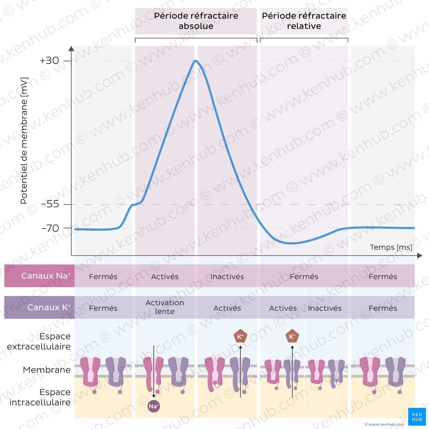 Absolute and relative refractory periods and the respective activity of voltage-gated ion channels.