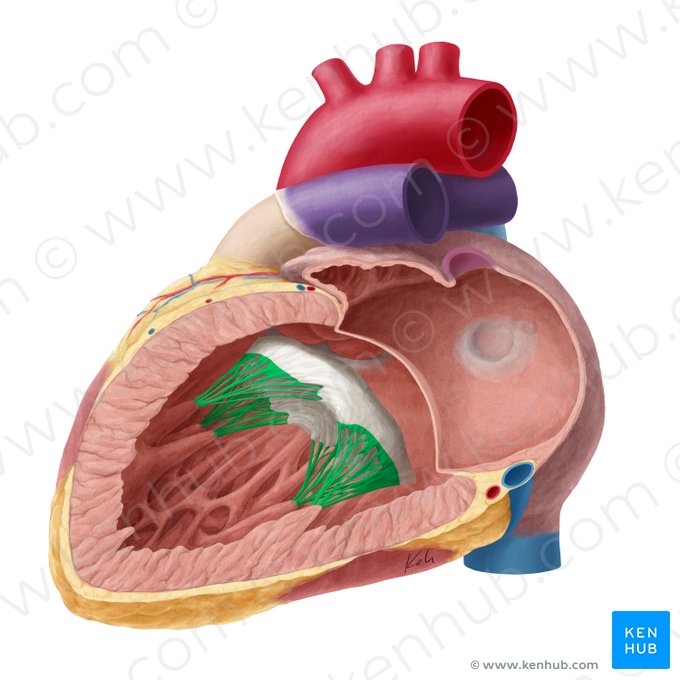 Cuerdas tendinosas de la valva atrioventricular izquierda (Chordae tendineae valvae atrioventricularis sinistrae); Imagen: Yousun Koh