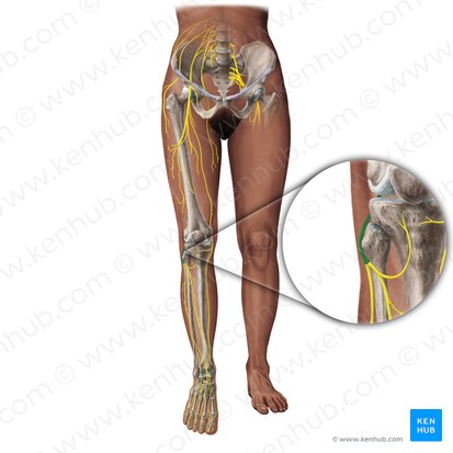 Nervio fibular común (Nervus fibularis communis); Imagen: Paul Kim