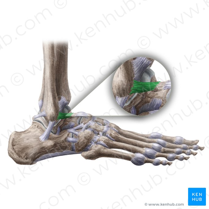 Ligamento talofibular anterior (Ligamentum talofibulare anterius); Imagem: Paul Kim