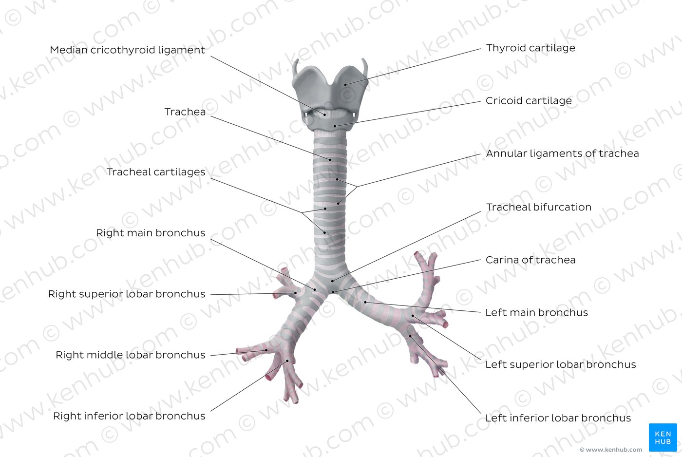 Trachea: Anatomy, blood supply, innervation and function | Kenhub