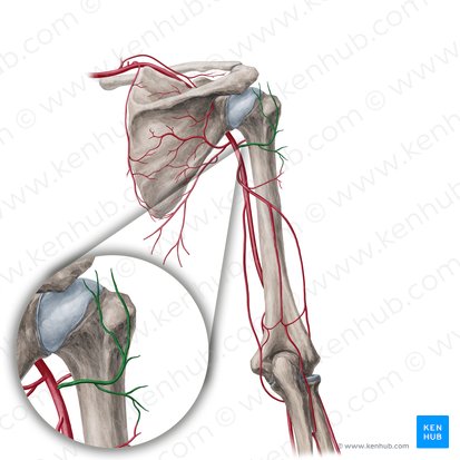 Artéria circunflexa posterior do úmero (Arteria circumflexa posterior humeri); Imagem: Yousun Koh