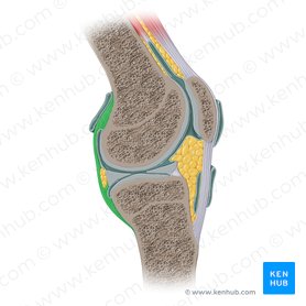 Articular capsule of knee joint (Capsula articularis genus); Image: Paul Kim
