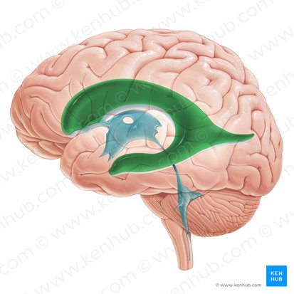 Left lateral ventricle (Ventriculus lateralis sinister); Image: Paul Kim