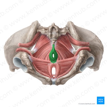 Músculo esfíncter externo do ânus (Musculus sphincter externus ani); Imagem: Liene Znotina