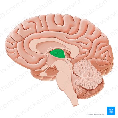 Thalamus; Image: Paul Kim