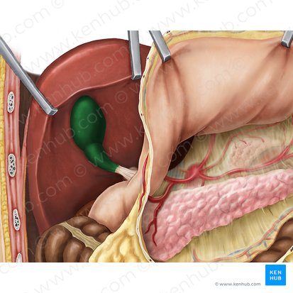 Gallbladder (Vesica biliaris); Image: Esther Gollan