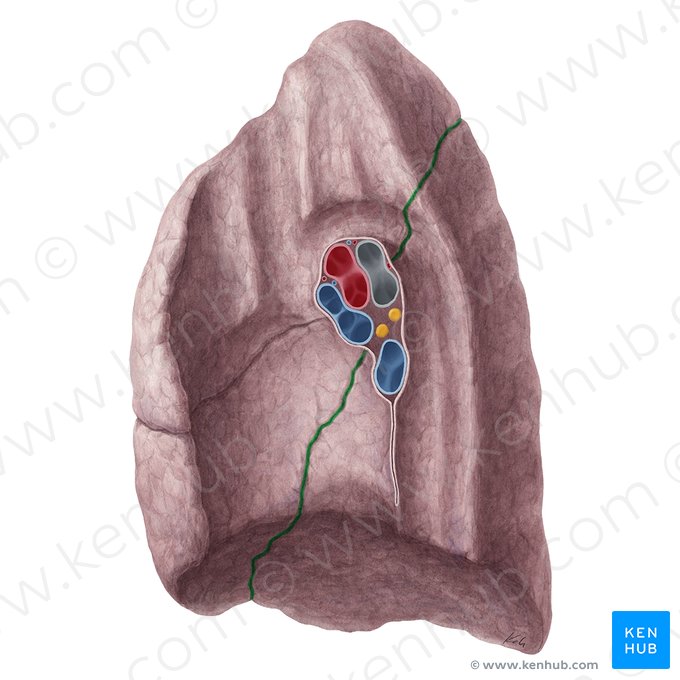 Fisura oblicua del pulmón derecho (Fissura obliqua pulmonis dextri); Imagen: Yousun Koh