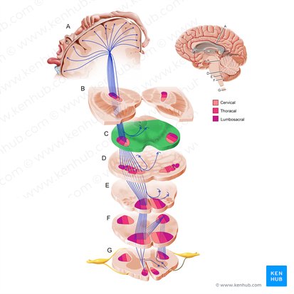 Cerebral peduncle (Pedunculus cerebri); Image: Paul Kim