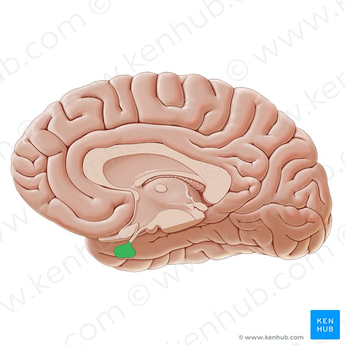 Pituitary gland (Glandula pituitaria); Image: Paul Kim