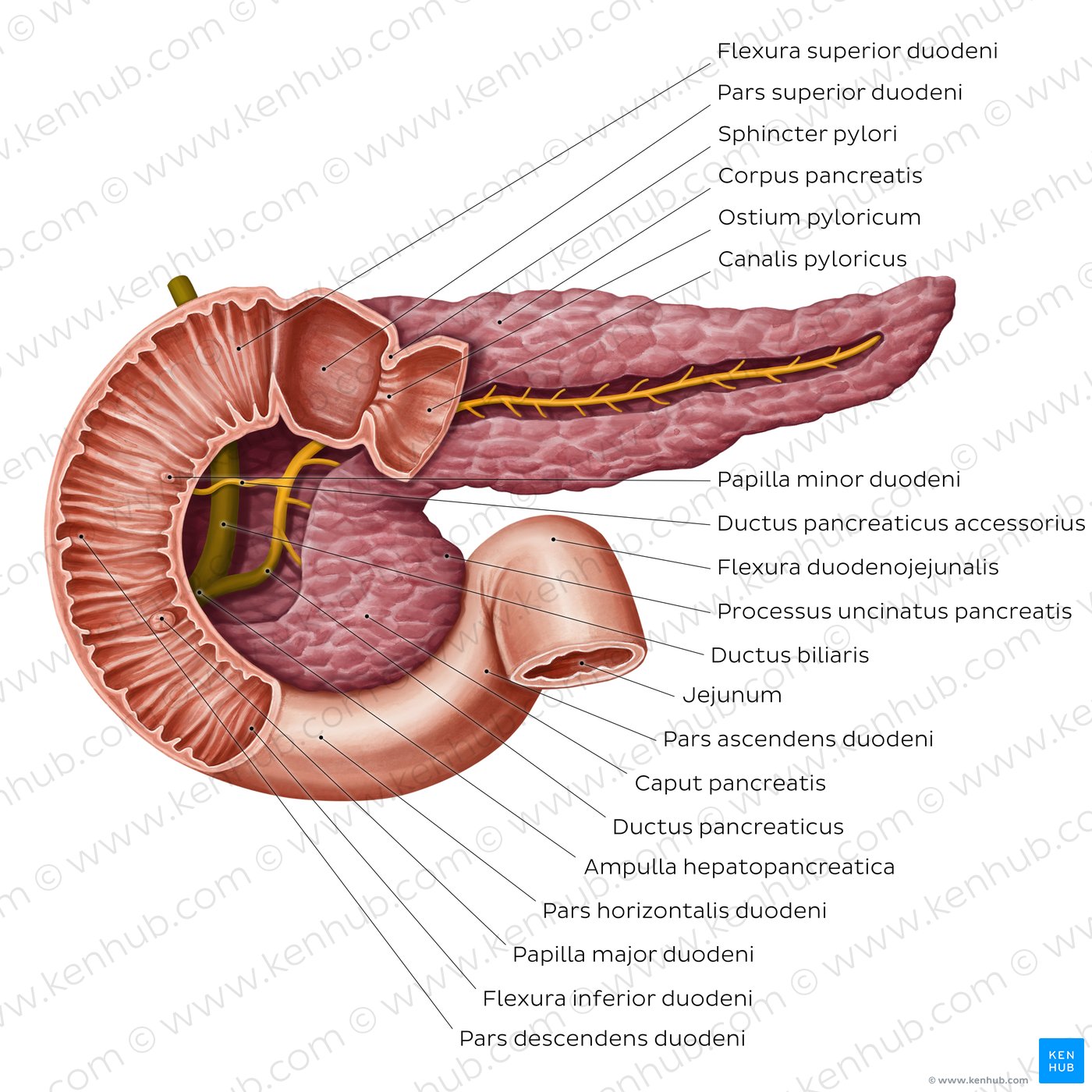 Gangsystem des Pankreas