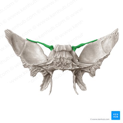 Lesser wing of sphenoid bone (Ala minor ossis sphenoidalis); Image: Samantha Zimmerman