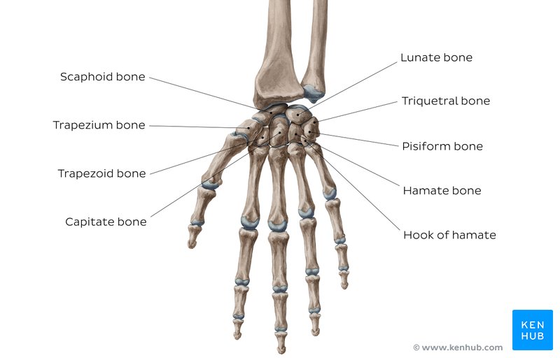 Labeled overview image of the carpal bones.