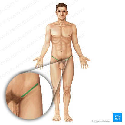 Ligamento inguinal (Ligamentum inguinale); Imagen: Irina Münstermann