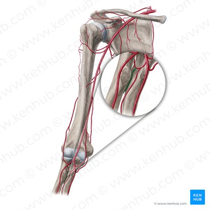 Artéria interóssea posterior (Arteria interossea posterior); Imagem: Yousun Koh