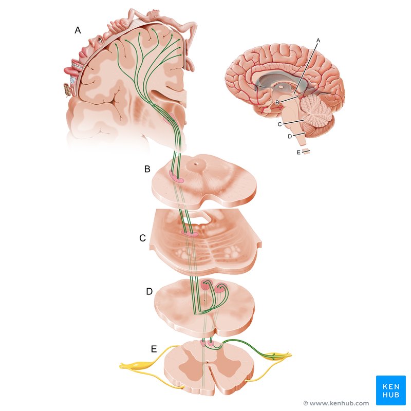 Dorsal column - Medial lemniscus (DCML) pathway