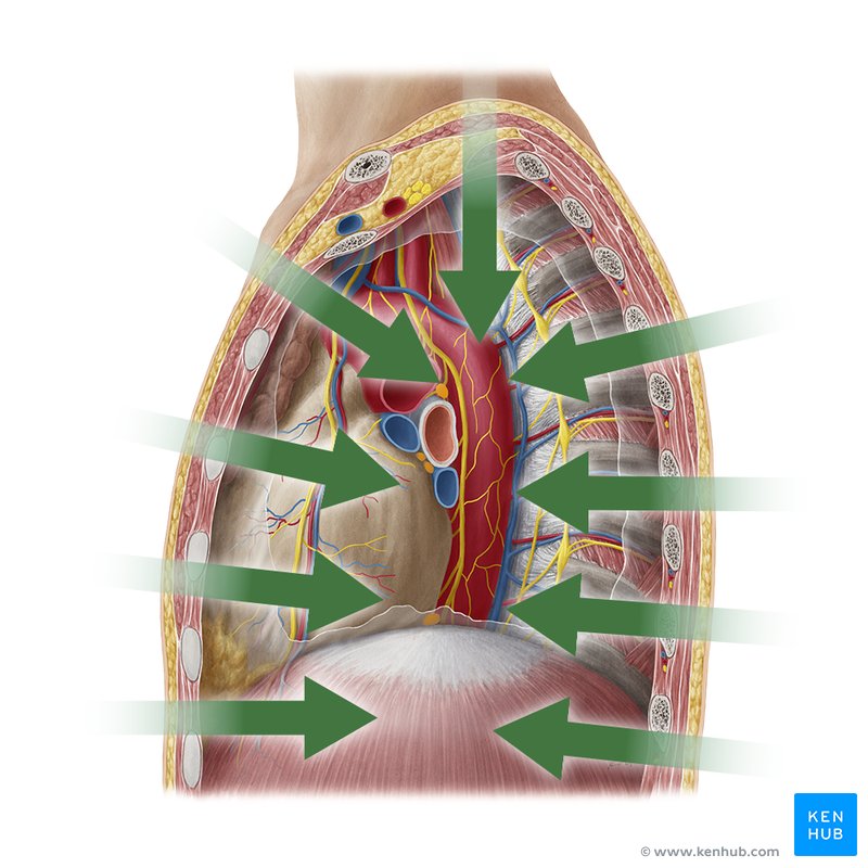Directional terminology: Deep Biology Diagrams