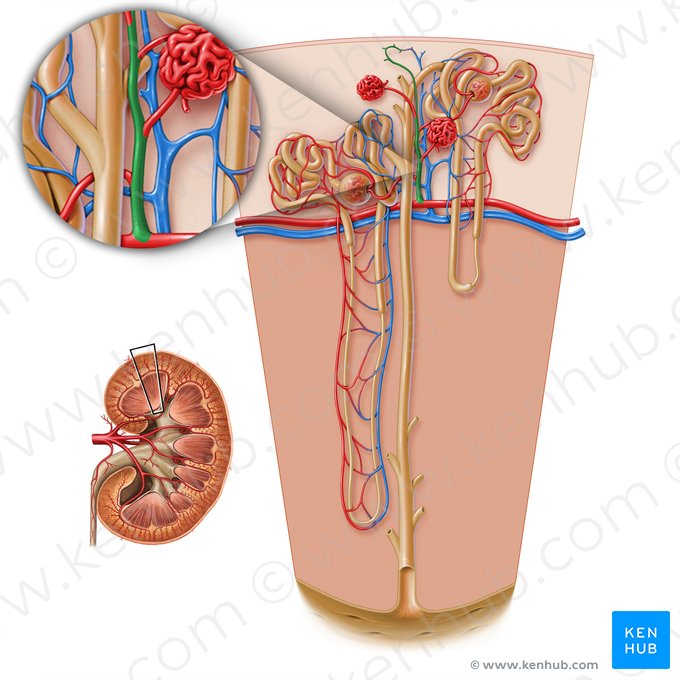 Interlobular arteries of kidney (Arteriae interlobulares renis); Image: Paul Kim