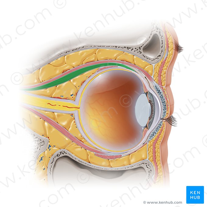 Músculo reto superior (Musculus rectus superior); Imagem: Paul Kim