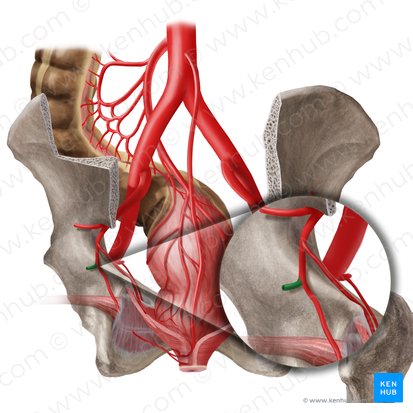 Arteria glutea inferior (Untere Gesäßarterie); Bild: Begoña Rodriguez