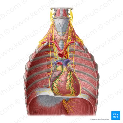 Plexus cardiacus (Herzgeflecht); Bild: Yousun Koh