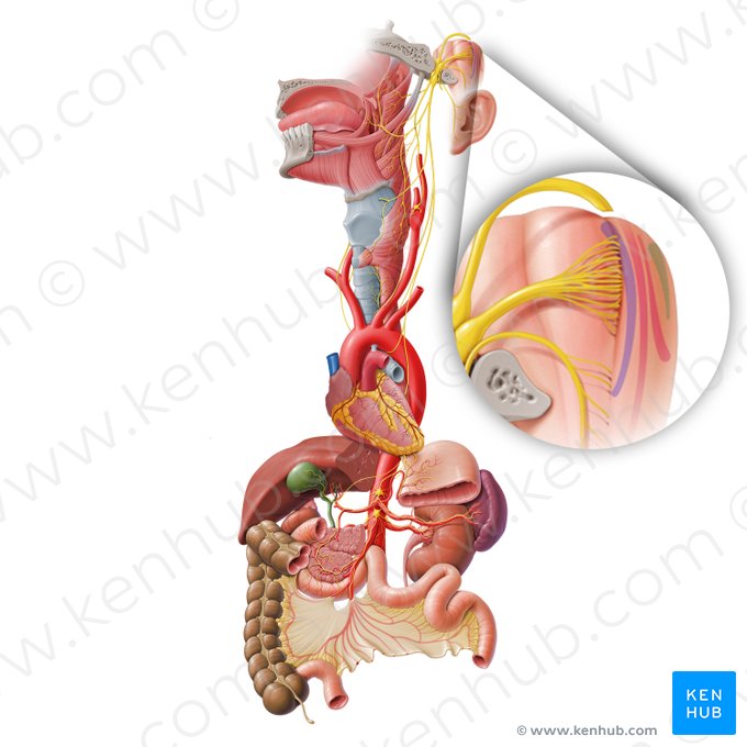 Posterior nucleus of vagus nerve (Nucleus posterior nervi vagi); Image: Paul Kim