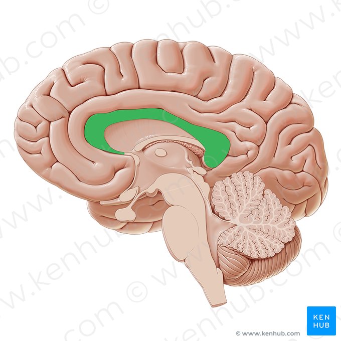 Cuerpo calloso (Corpus callosum); Imagen: Paul Kim