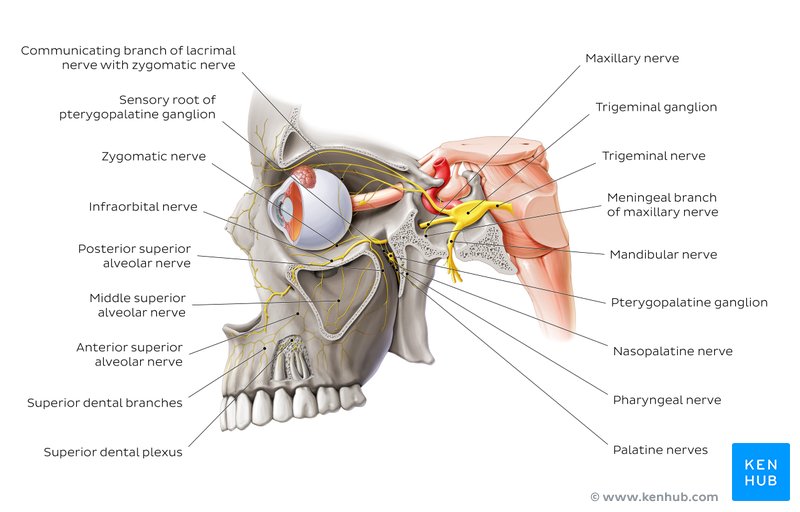 Overview of the maxillary nerve - lateral-left view