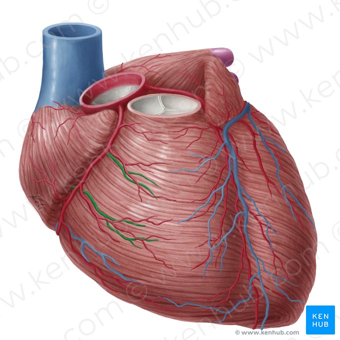 Anterior veins of right ventricle (Venae anteriores ventriculi dextri); Image: Yousun Koh